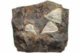 Three Fossil Ginkgo Leaves From North Dakota - Paleocene #234588-1